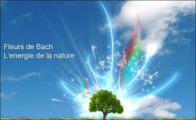 Les fleurs de Bach pour équilibrer l'émotionnel